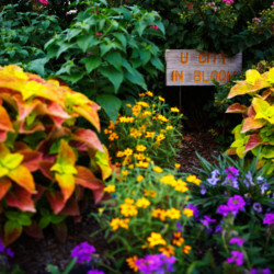 Sign saying "U City in Bloom" surrounded by flowers